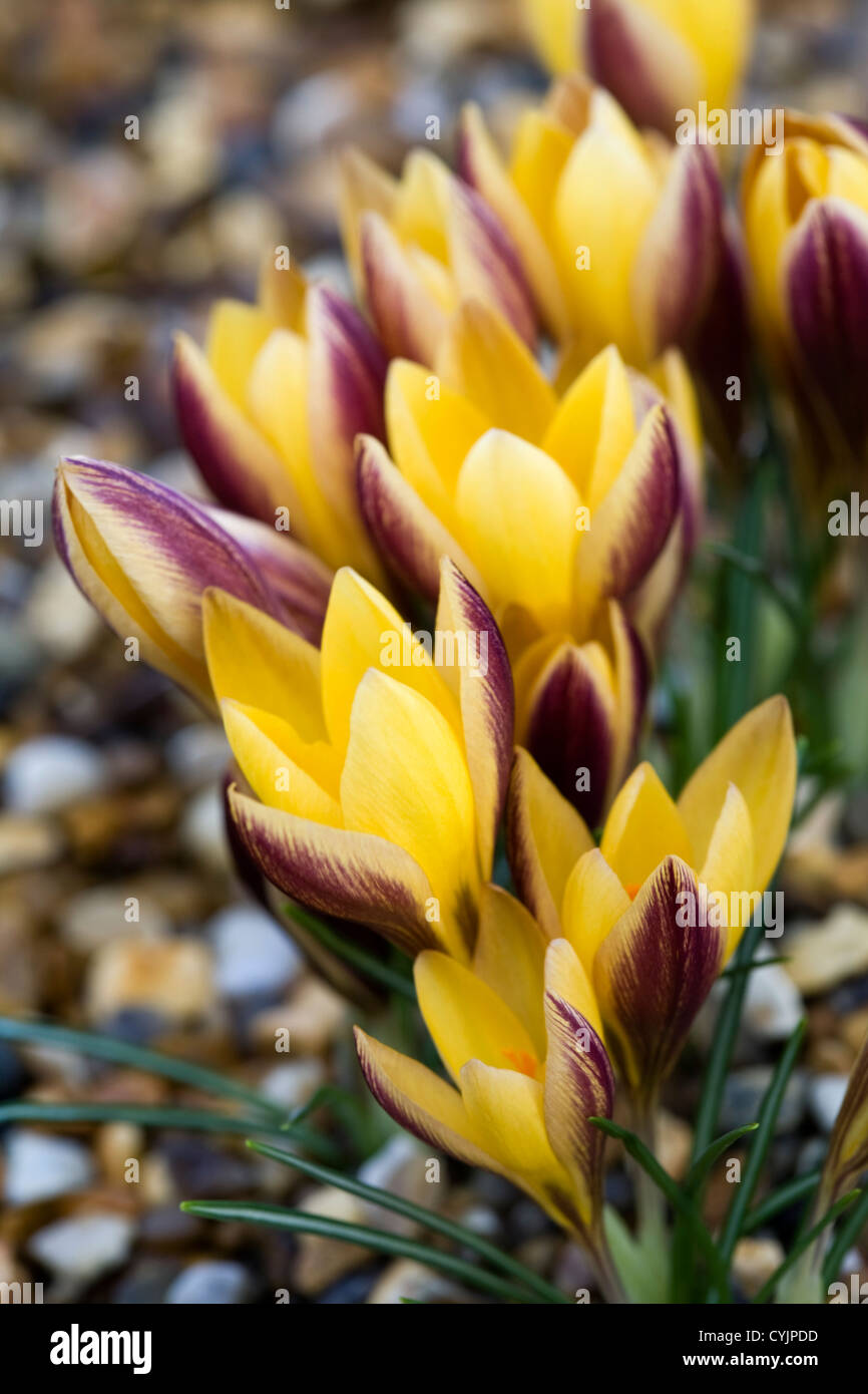Crocus angustifolius Banque D'Images