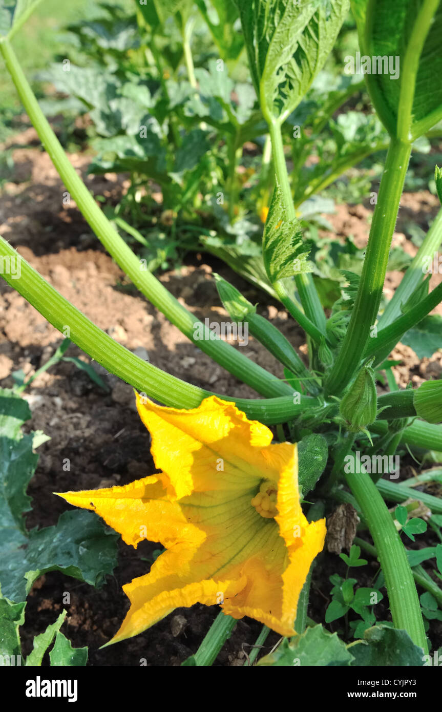 Fleur de courgette dans un jardin potager Banque D'Images