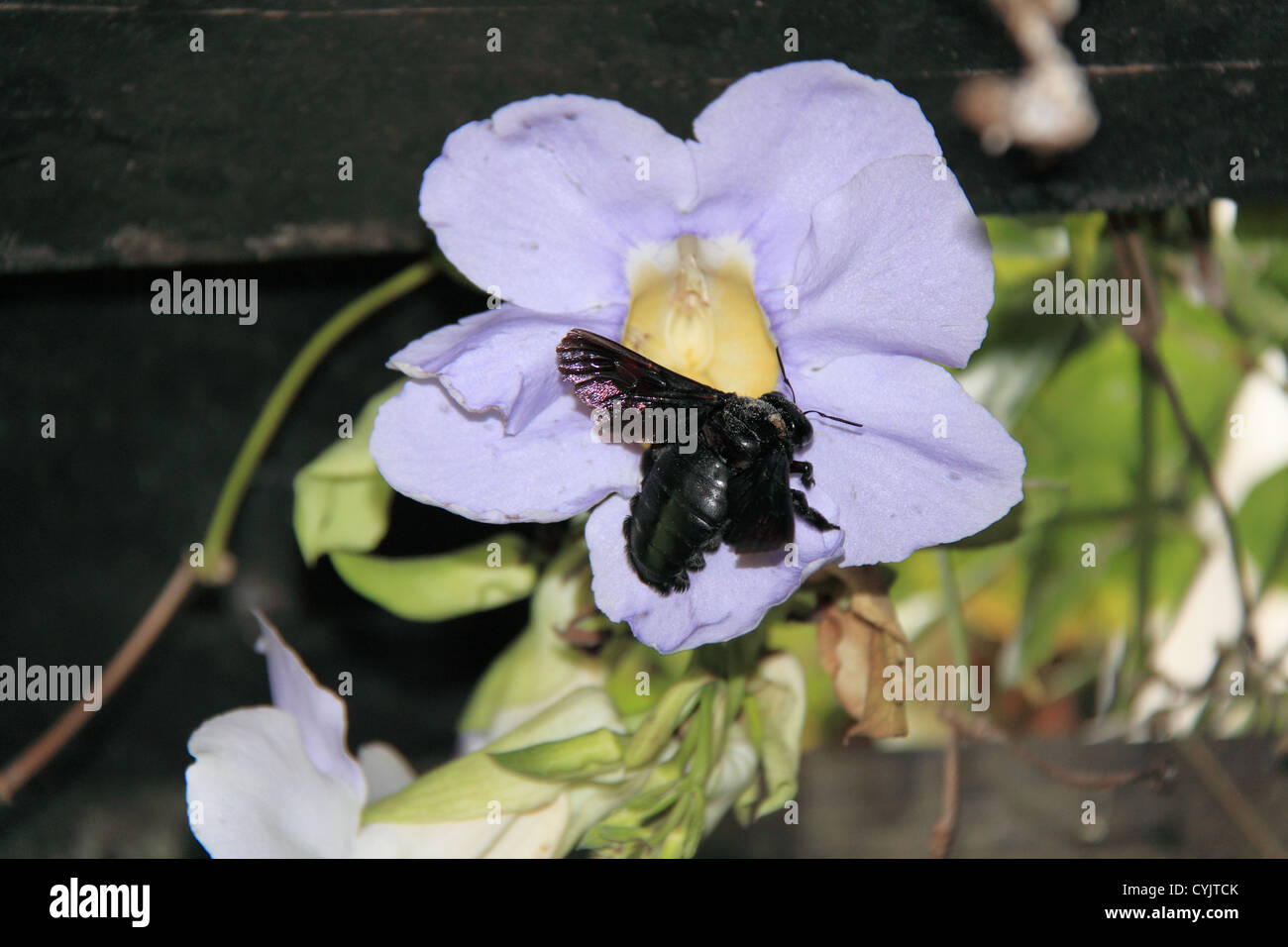 Abeille charpentière (Xylocopa latipes), le Nexus Resort & Spa Karambunai, Kota Kinabalu, Sabah, Bornéo, Malaisie, en Asie du sud-est Banque D'Images