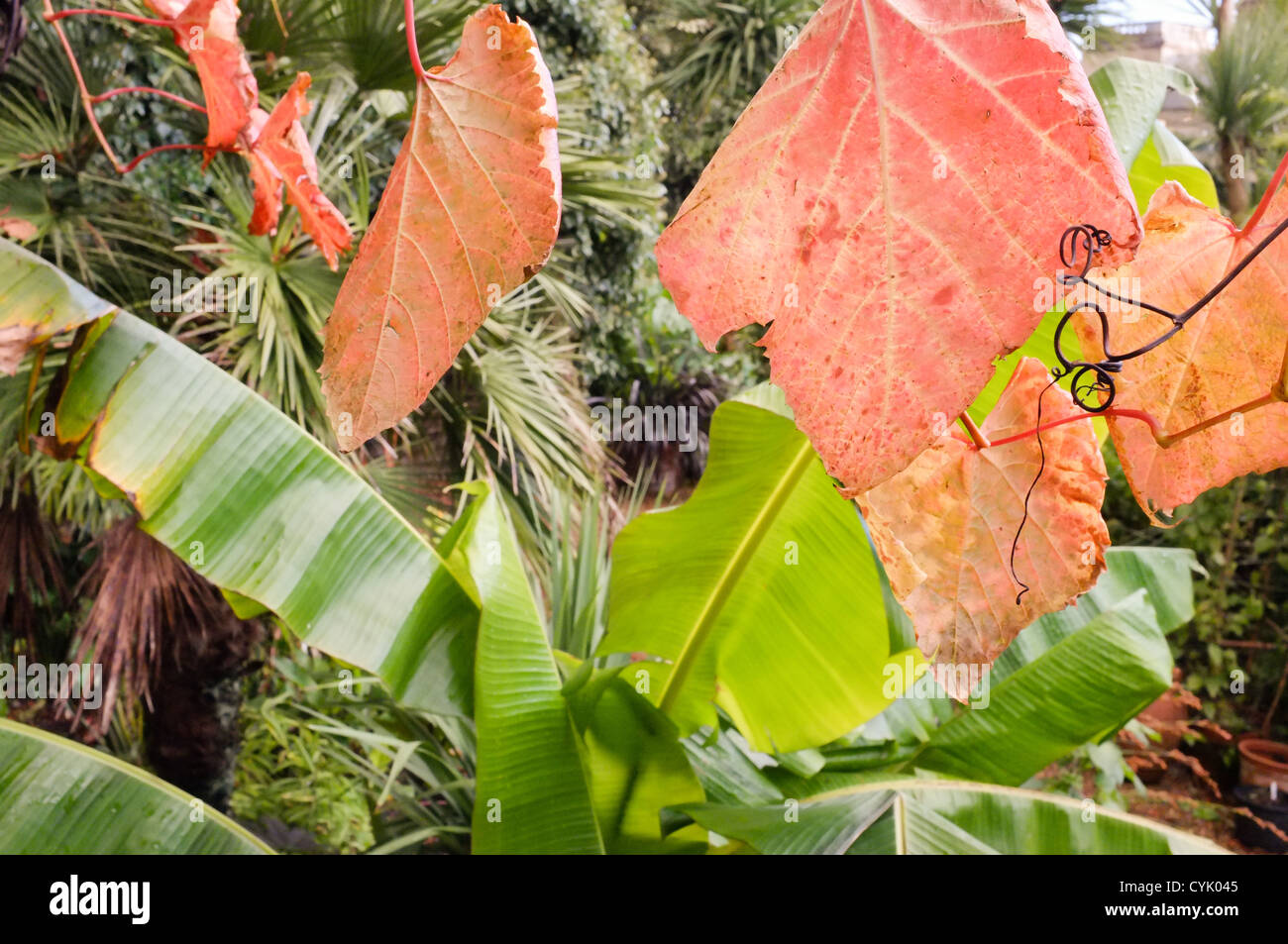 Parthenocissus quinquefolia, connu sous le nom de Virginia creeper (haut / rouge) avec les feuilles de bananier Musa Basjoo, ci-dessous. Banque D'Images