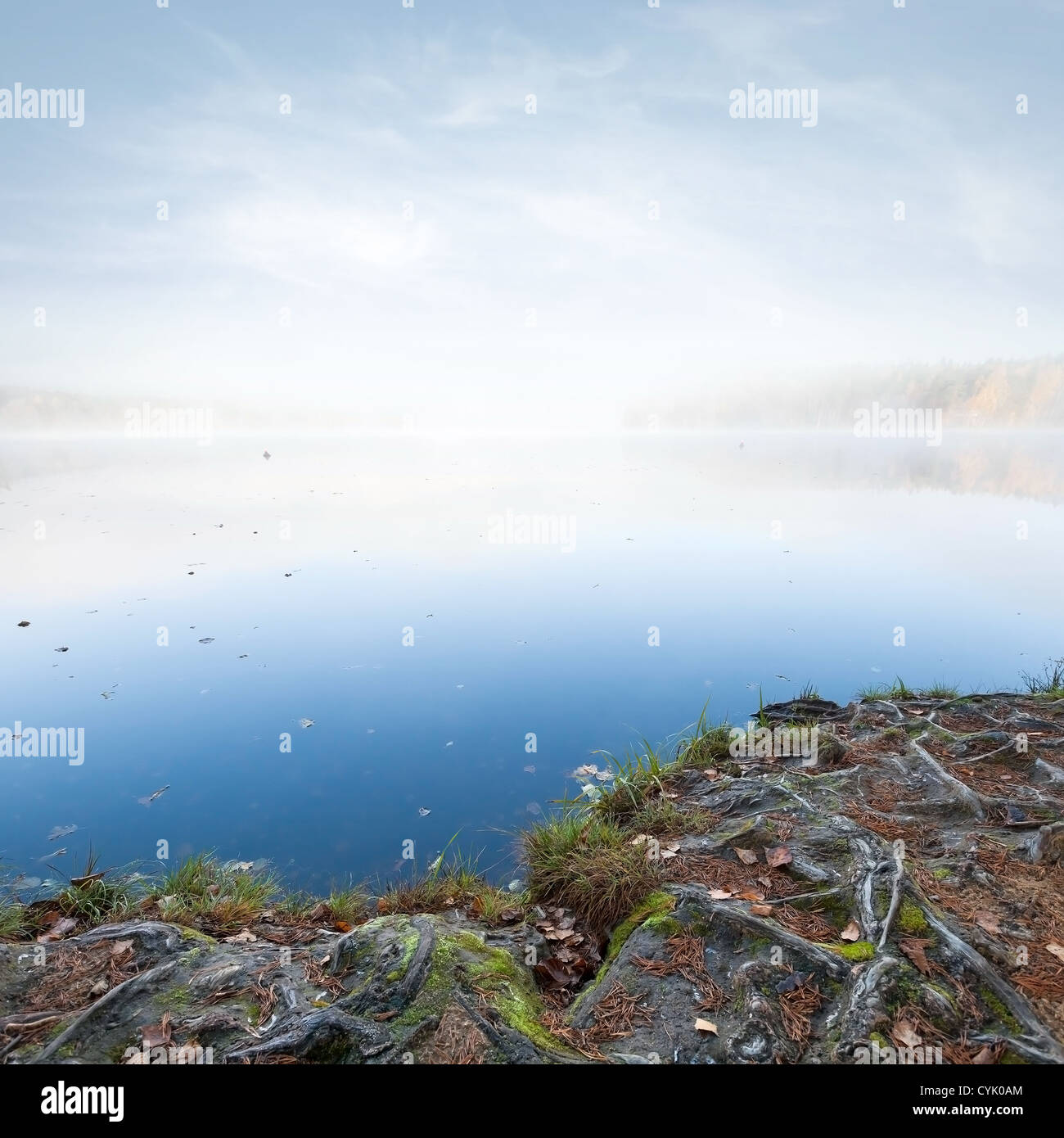 Paysage naturel avec les racines des arbres sur le lac encore en Côte d'automne froid matin brumeux Banque D'Images