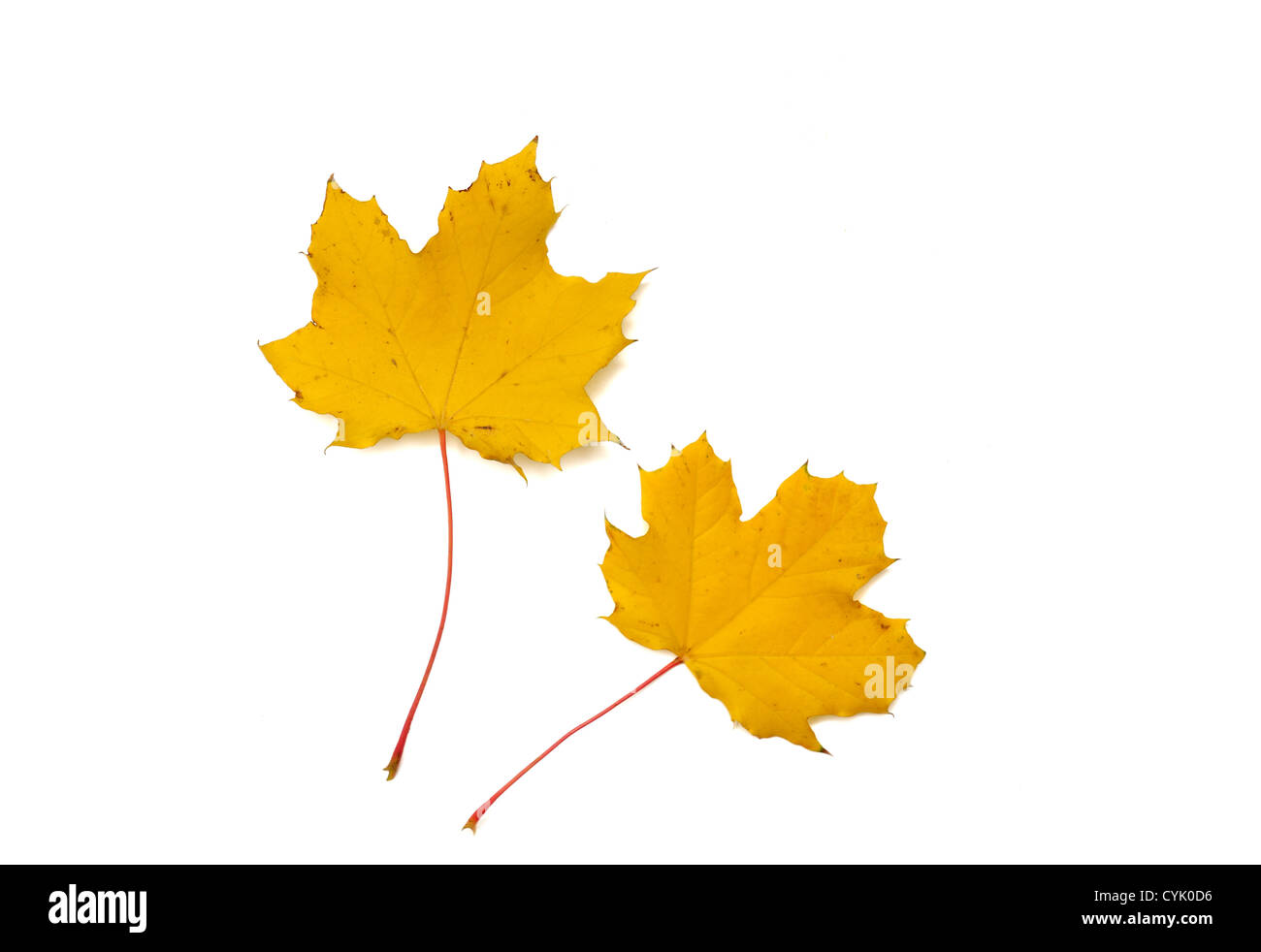 Feuilles d'automne jaune 2 Banque D'Images