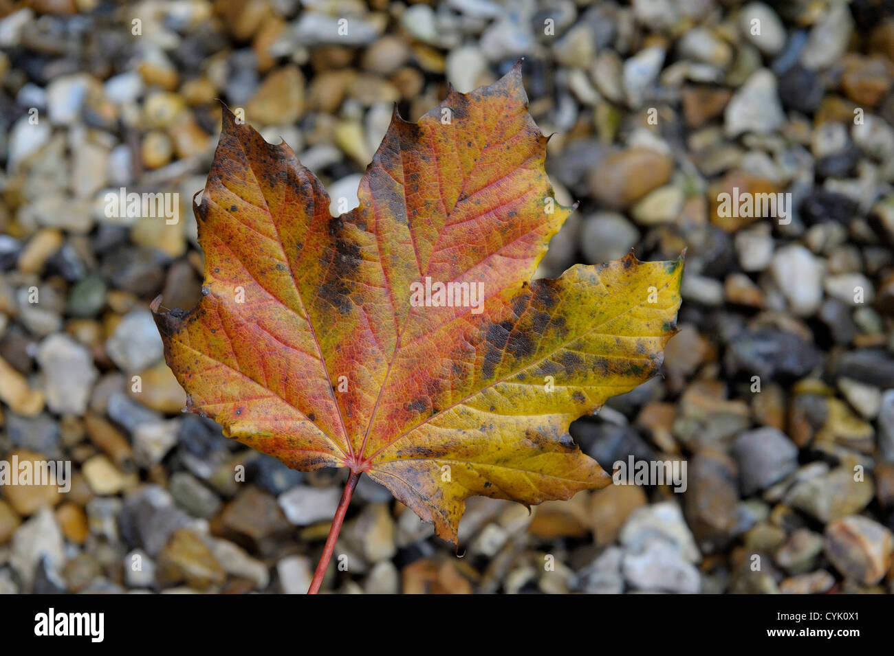 Une feuille d'automne brun rougeâtre sur fond pierreux Banque D'Images