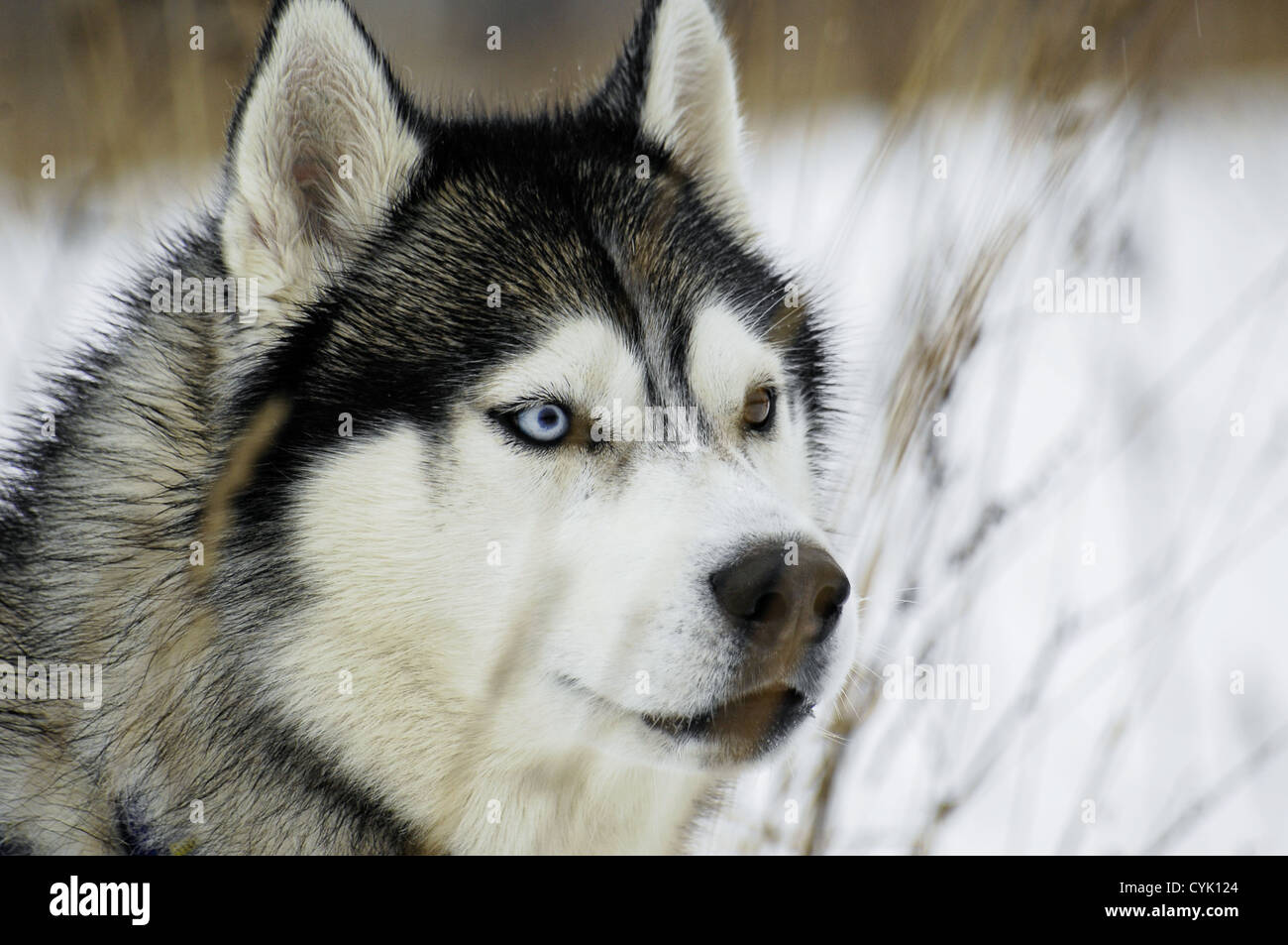 Le Husky Sibérien. C'est un chien de taille moyenne, à forte densité de  travail de l'enveloppe de la race de chien originaire de la Sibérie  orientale Photo Stock - Alamy