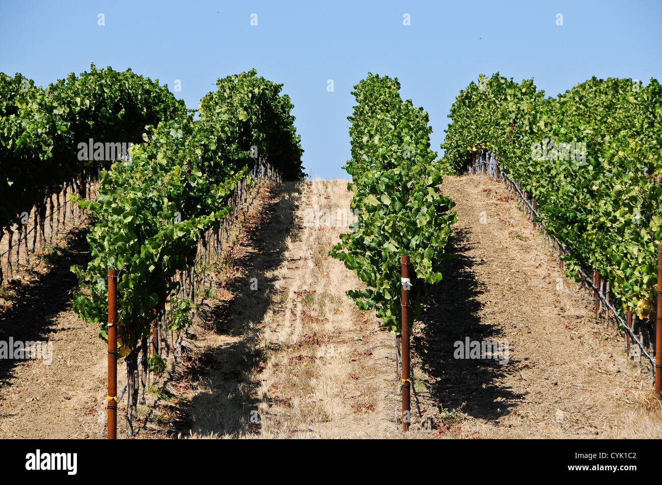 La maturation des raisins sur la vigne Banque D'Images