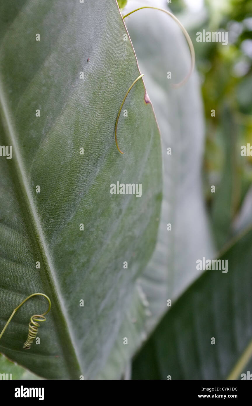Strelitzia reginae - détail Feuille Plante oiseau de paradis Banque D'Images