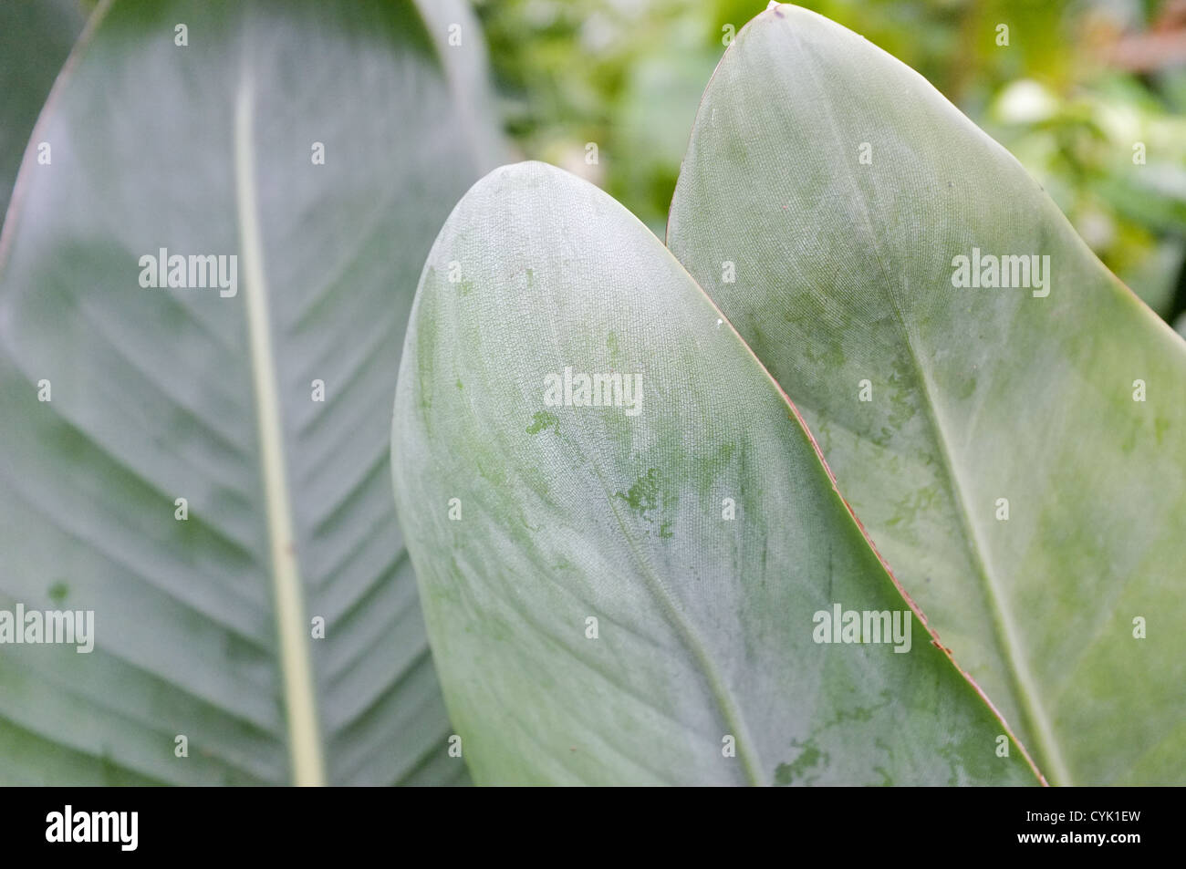 Strelitzia reginae - détail Feuille Plante oiseau de paradis Banque D'Images
