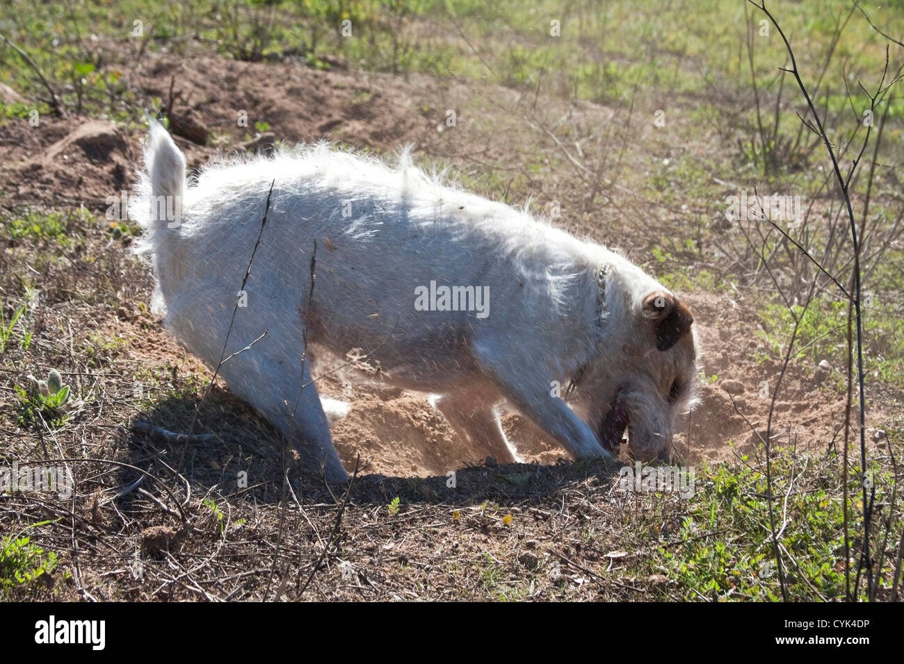 Un Jack Russell Terrier creusé dans un champ. Banque D'Images
