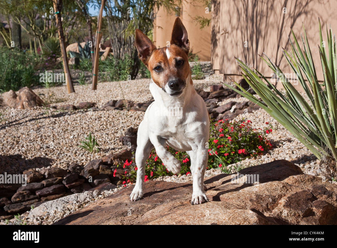 Un Jack Russell Terrier debout sur un rocher au milieu d'un jardin. Banque D'Images
