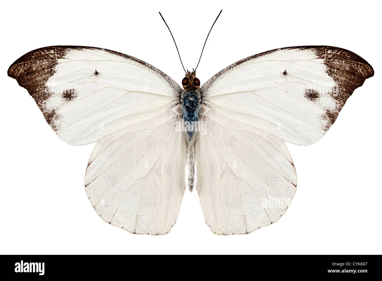 Espèces de papillons Pieris rapae Banque D'Images