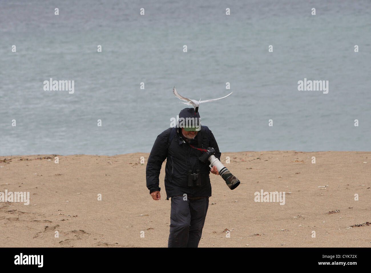 Sterne arctique Sterna paradisaea mobbing un photographe, Shetland, Scotland, UK Banque D'Images