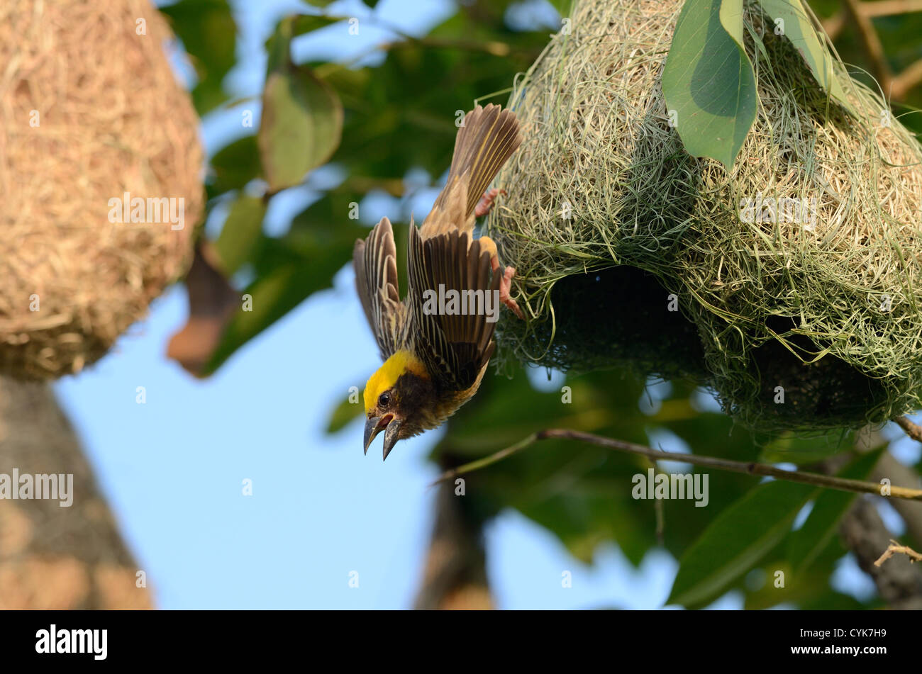 Beau mâle baya weaver (Ploceus philippinus) Banque D'Images