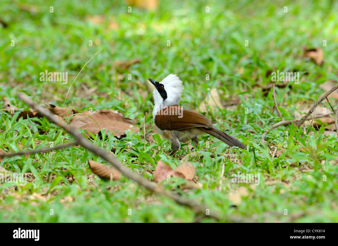 Belle white-crested laughingthrush (Garrulax leucolophus) possing sur sol Banque D'Images