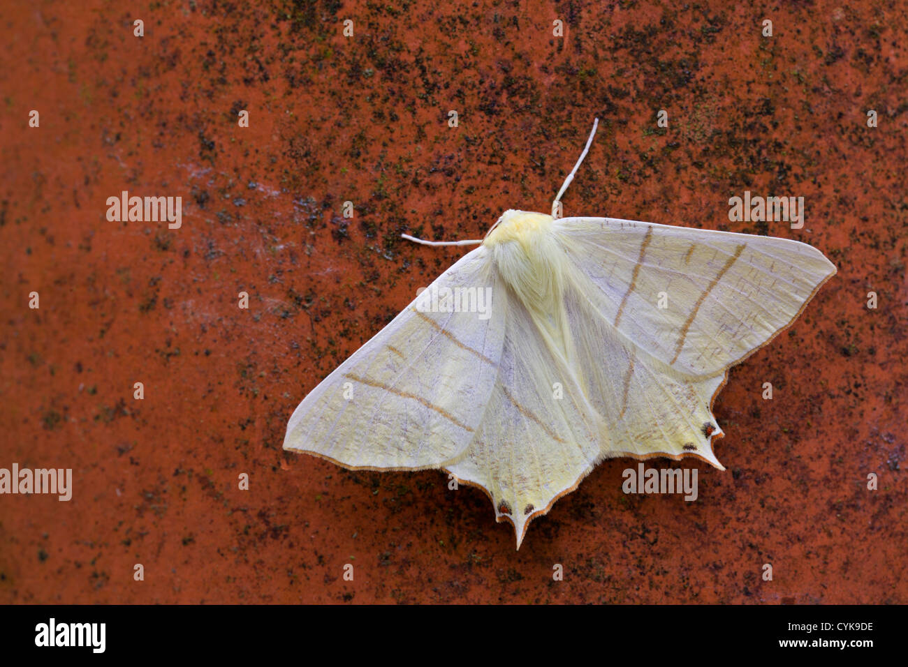 Ourapteryx sambucaria papillon machaon ; Royaume-Uni ; Banque D'Images