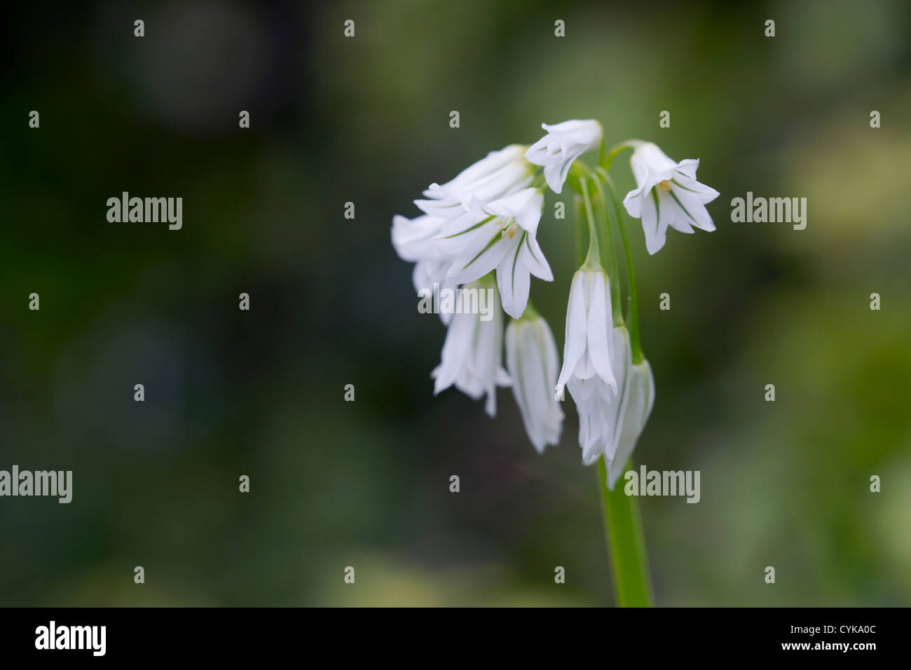 Trois Poireaux à coins ; Allium triquetrum ; UK Banque D'Images