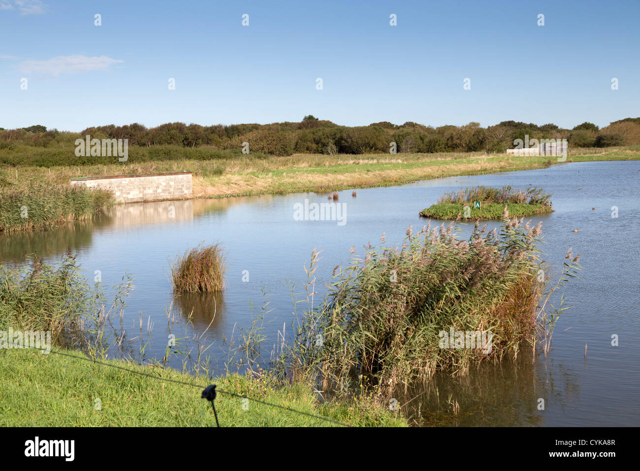 Havre de Titchfield, réserve naturelle nationale ; Hampshire ; Royaume-Uni ; sable artificiel martin banque nest Banque D'Images