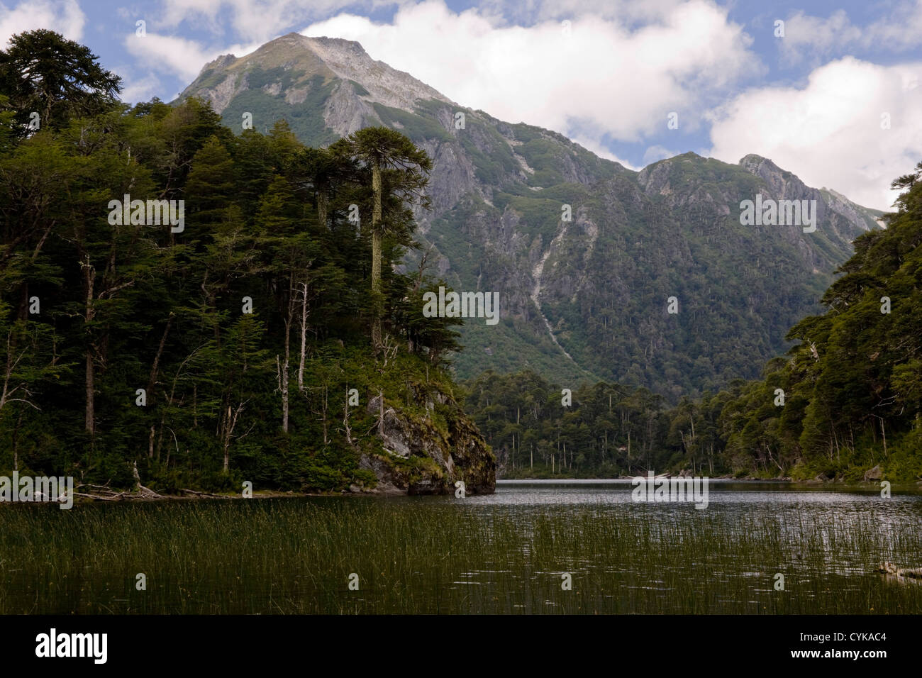 Le Chili. L'Amérique du Sud. Lago El Toro et Cerro San Sabastian. Huerquehue Parc National. Lakes District. Région d'Araucania Banque D'Images