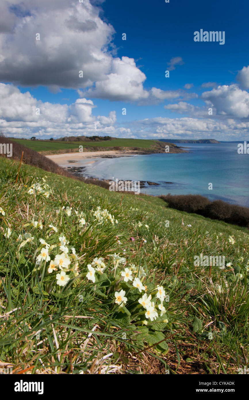 Plage de Towan ; Portscatho Cornwall ; ; Royaume-Uni ; primroses en premier plan Banque D'Images