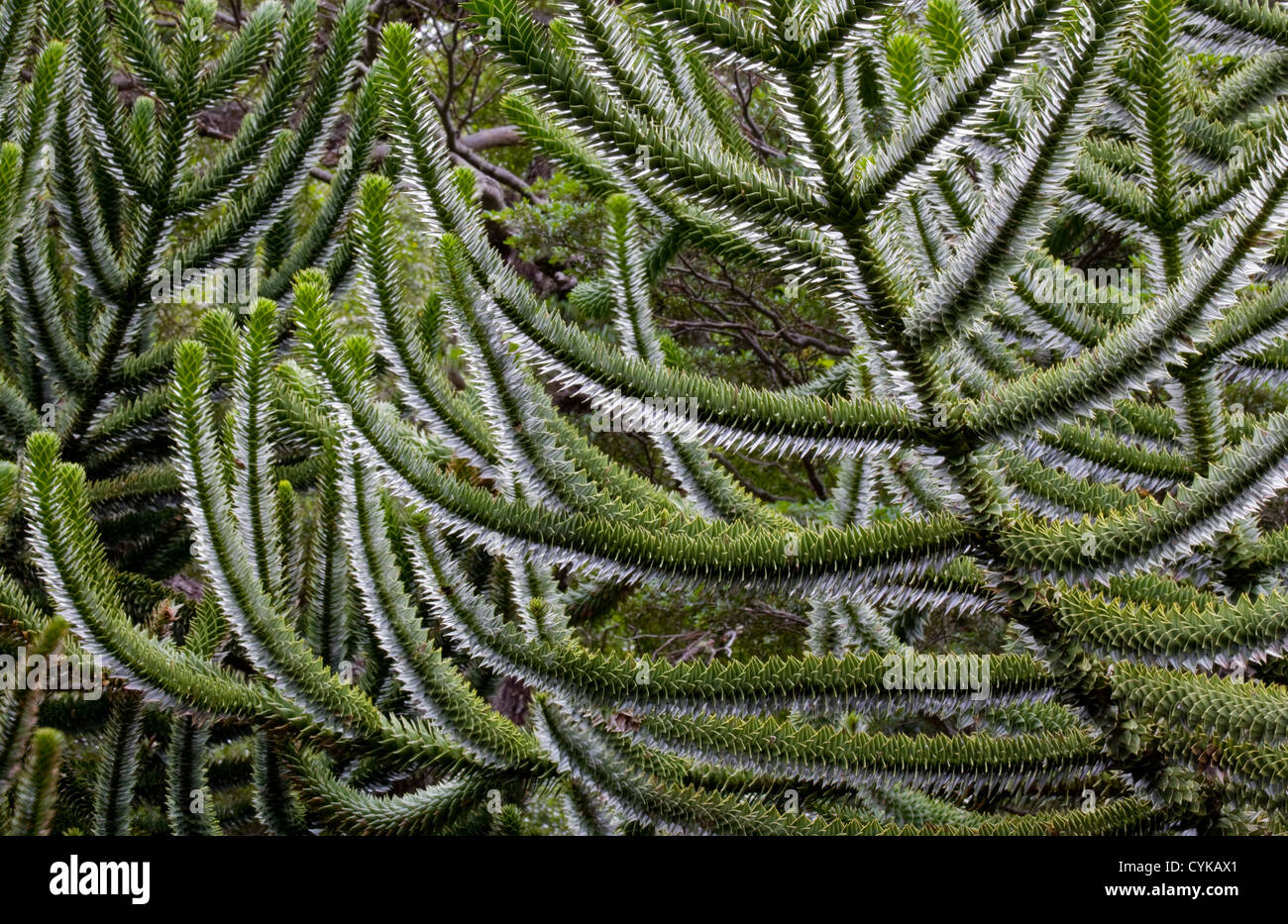 Le Chili. L'Amérique du Sud. Écorce de l'arbre by monkeypuzzle, également appelé pehuen. Huerquehue Parc National. Lakes District. Région d'Araucania Banque D'Images