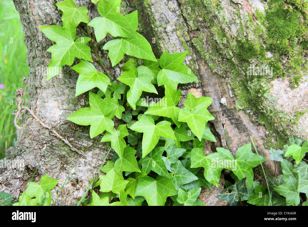 Close-up of young fern sur tronc d'arbre Banque D'Images