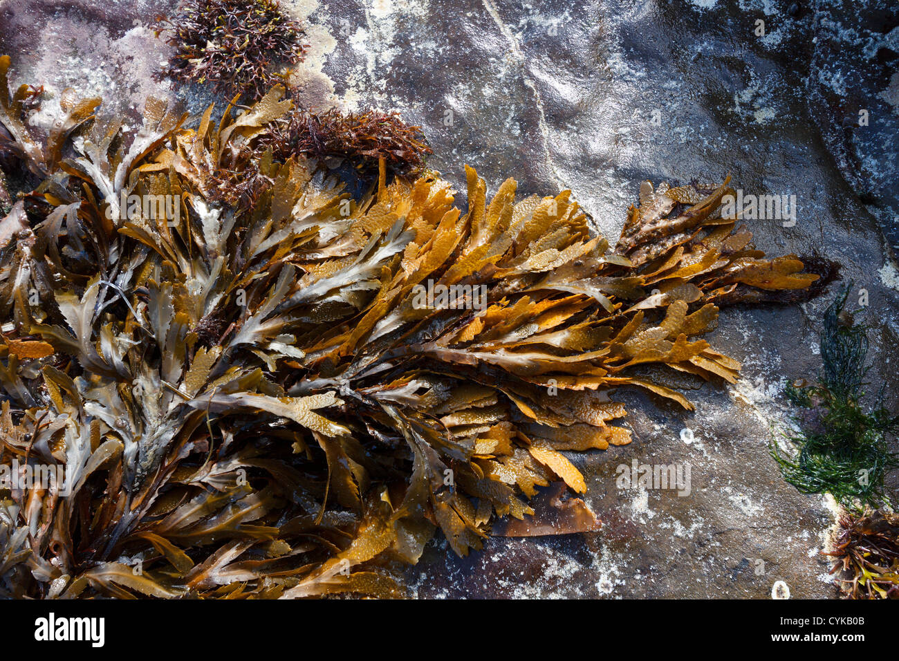 Brown / Green denté Wrack ( Fucus serratus) algues couchées sur la roche lisse sur Scottish Beach, Écosse, Royaume-Uni Banque D'Images