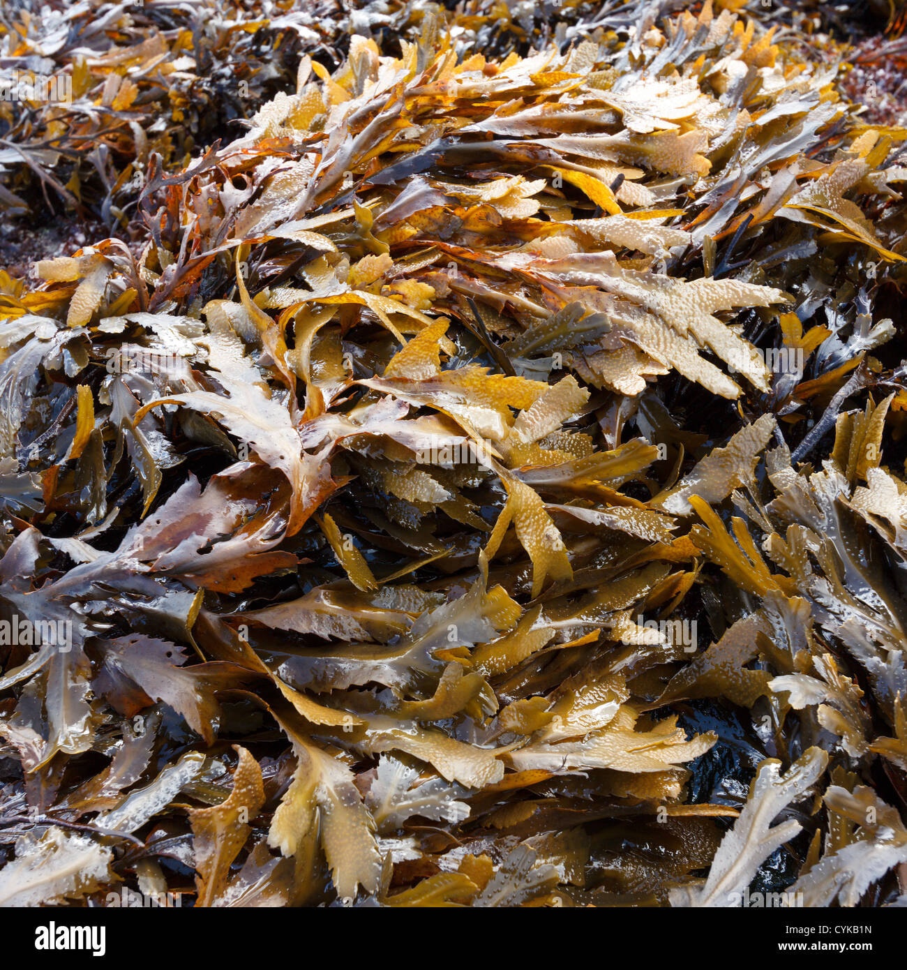 Algues brunes / vertes à dents ( Fucus serratus) sur Scottish Beach, Écosse, Royaume-Uni Banque D'Images