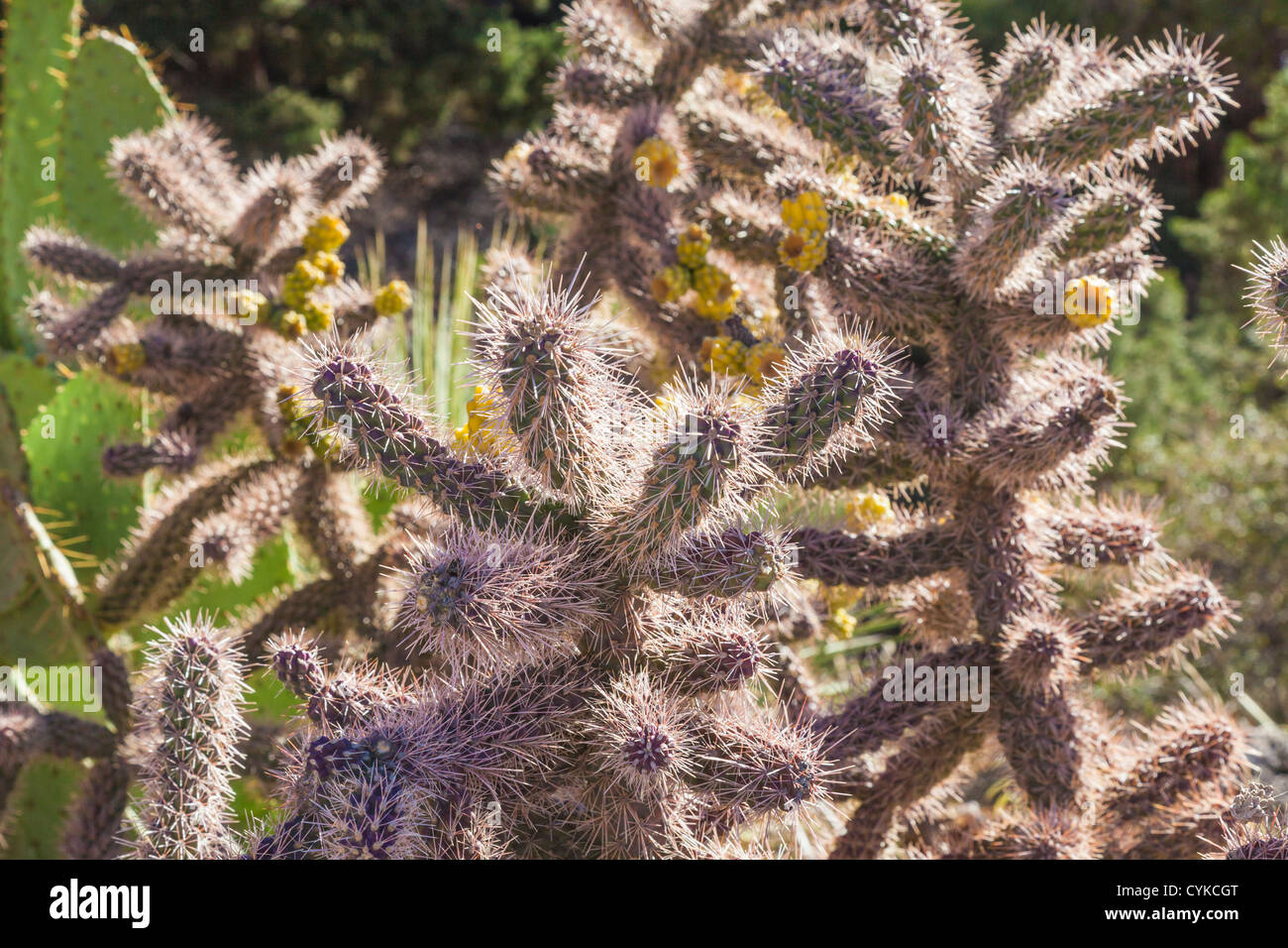 Chola Cactus rétroéclairé à Sedona, Arizona. Banque D'Images