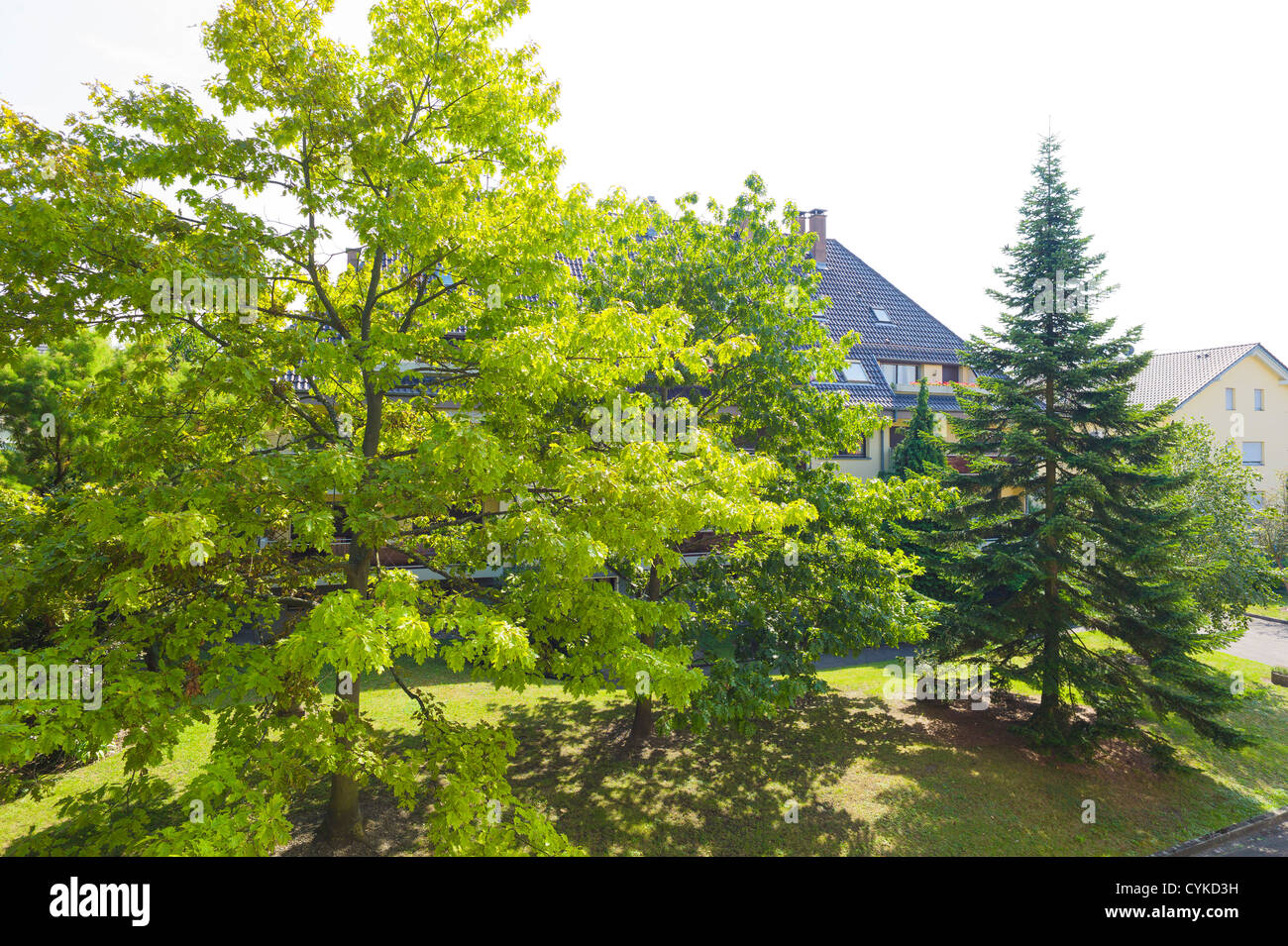 Chêne rouge d'arbre à feuillage d'été et sapin Banque D'Images