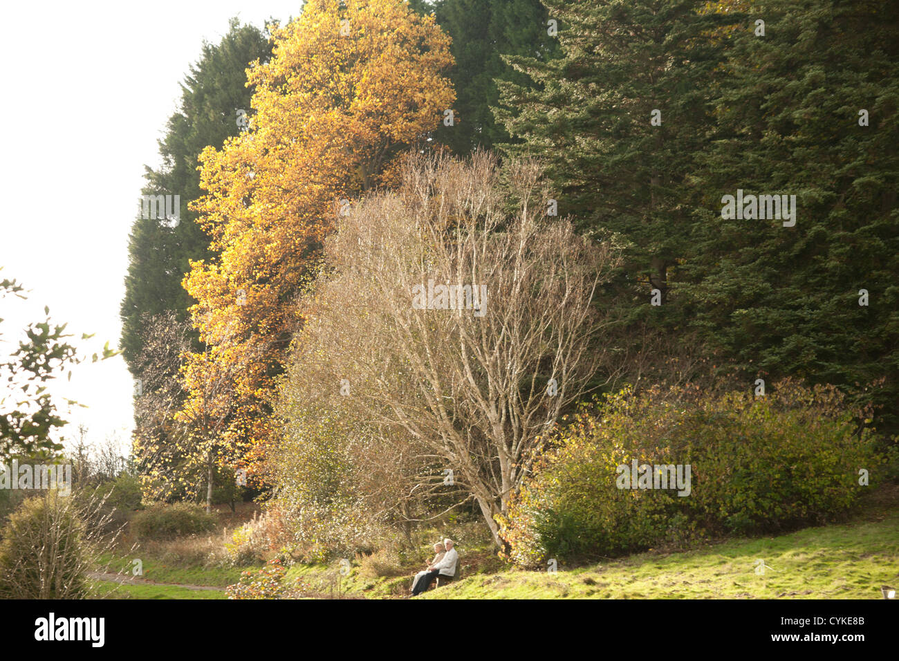 Bedgebury Pinetum, Kent, Royaume-Uni Banque D'Images