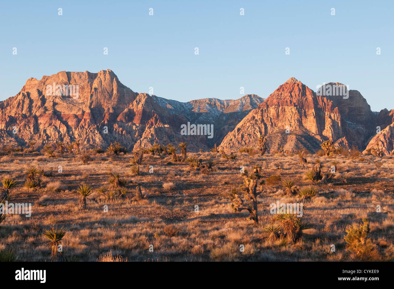 Red Rock Canyon National Conservation Area désert en dehors de Las Vegas, Nevada. Banque D'Images