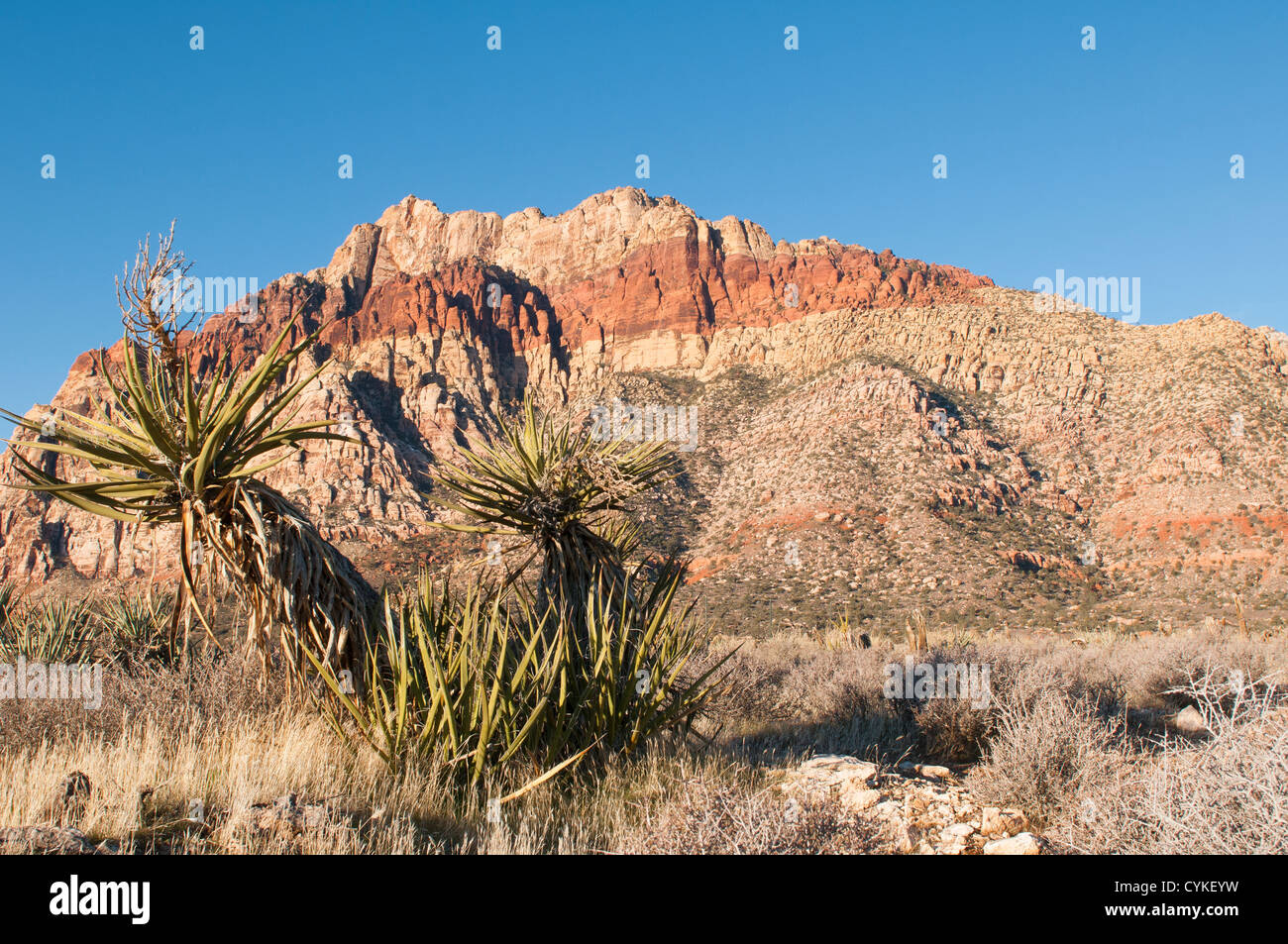 Red Rock Canyon National Conservation Area désert en dehors de Las Vegas, Nevada. Banque D'Images