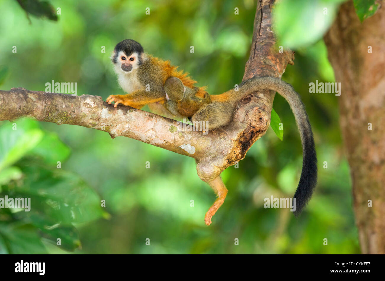 Amérique centrale singe écureuil (Saimiri oerstedii) est une espèce de singe de la côte Pacifique du Costa Rica et Panama. Banque D'Images