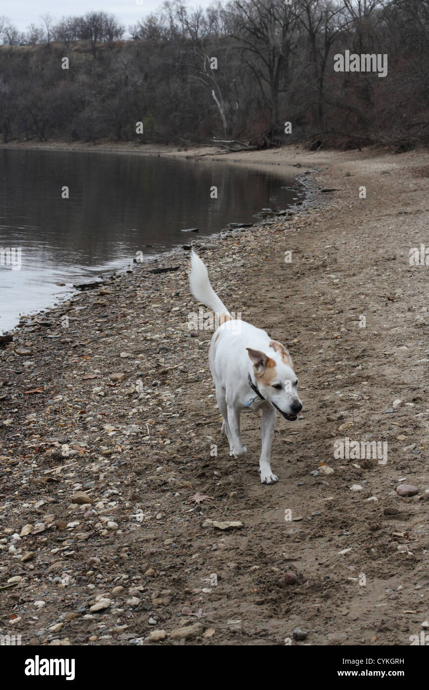 Un chien à marcher le long de la rive d'un fleuve. Banque D'Images