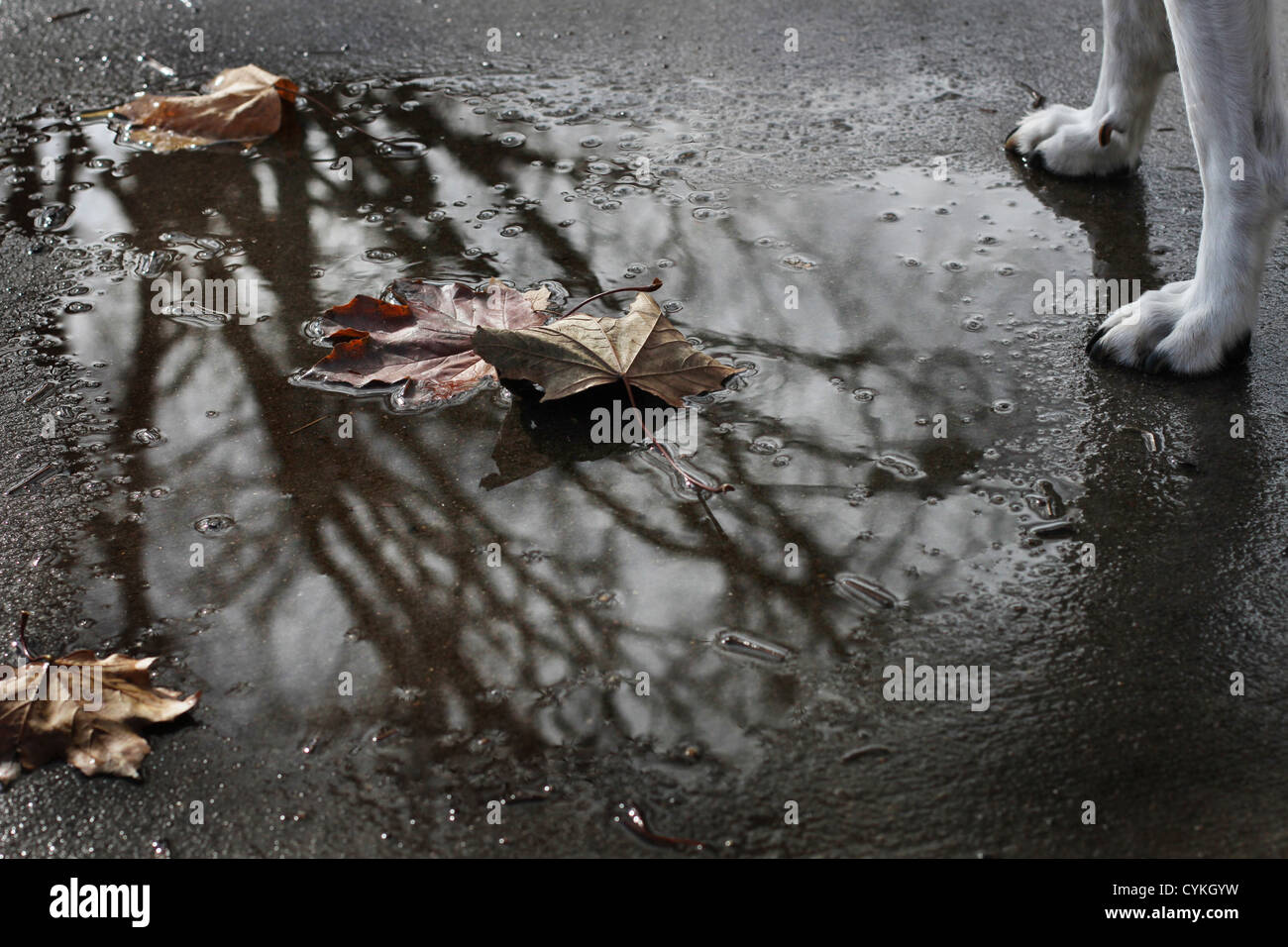 Les pattes des chiens à côté d'une flaque d'eau avec des feuilles. Banque D'Images