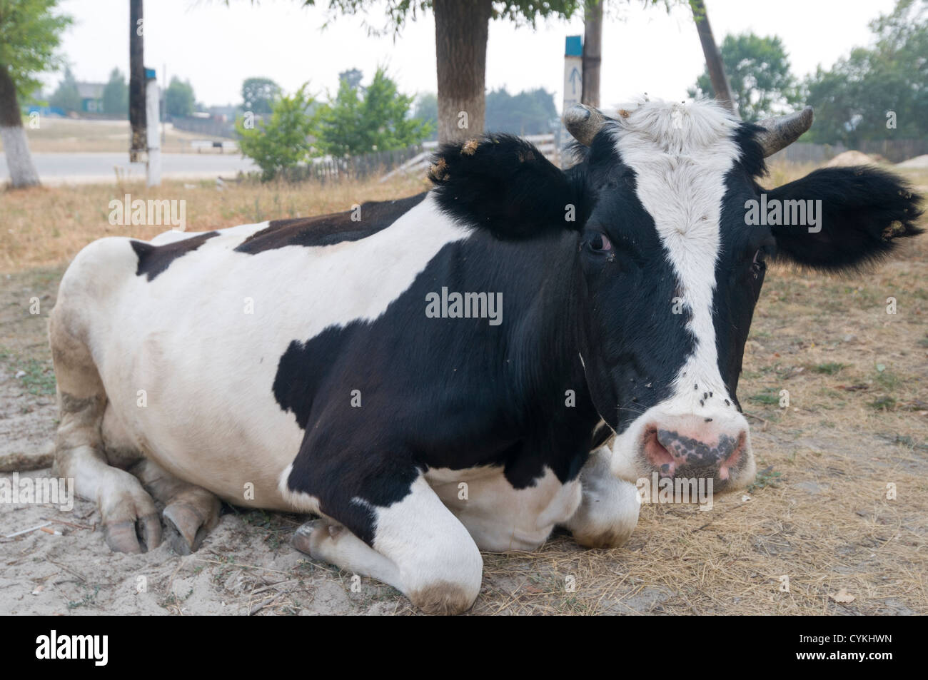 Située à la vache un animal au repos au sol fly Banque D'Images