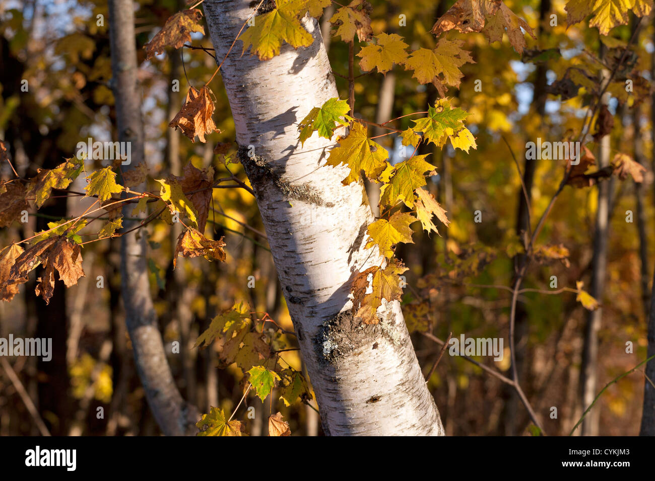 Bouleau blanc d'un tronc d'arbre dans une forêt avec des feuilles d'automne jaune. Banque D'Images