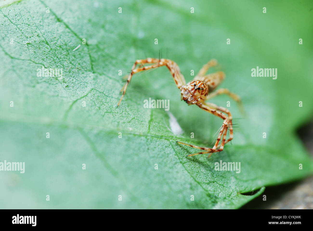 Brown spider à rayures sur feuille verte Banque D'Images