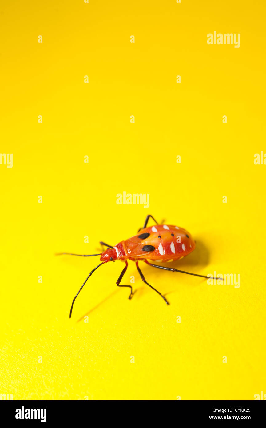 Mineur d'assassin bug orange sur fond jaune Banque D'Images