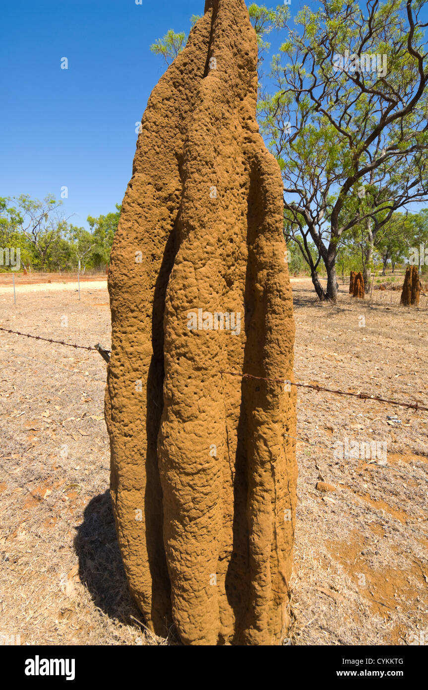 Termitière cathédrale construite à travers les barbelés, Territoire du Nord, Australie Banque D'Images