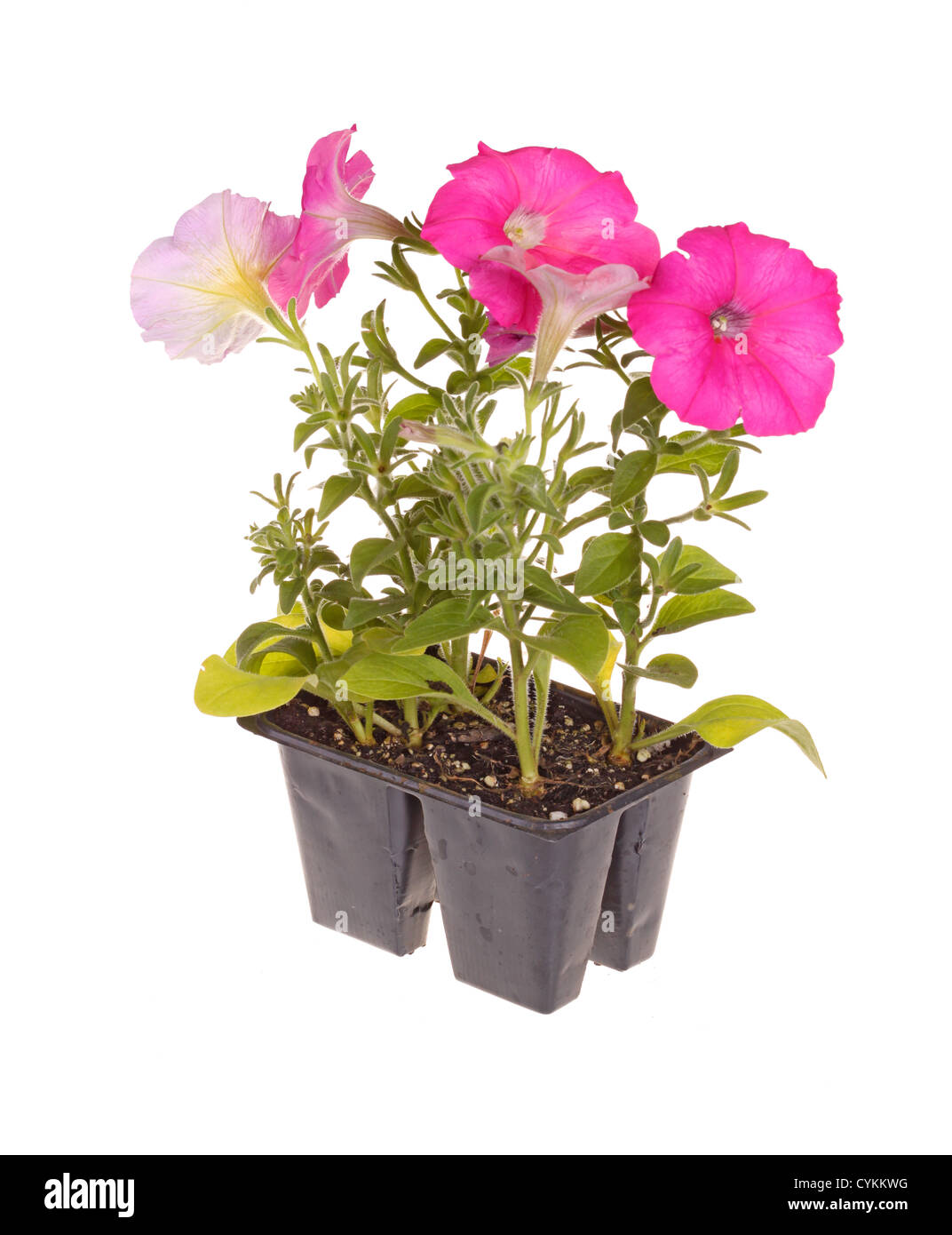 Pack de rose fleur petunia plants prêts pour le repiquage Banque D'Images