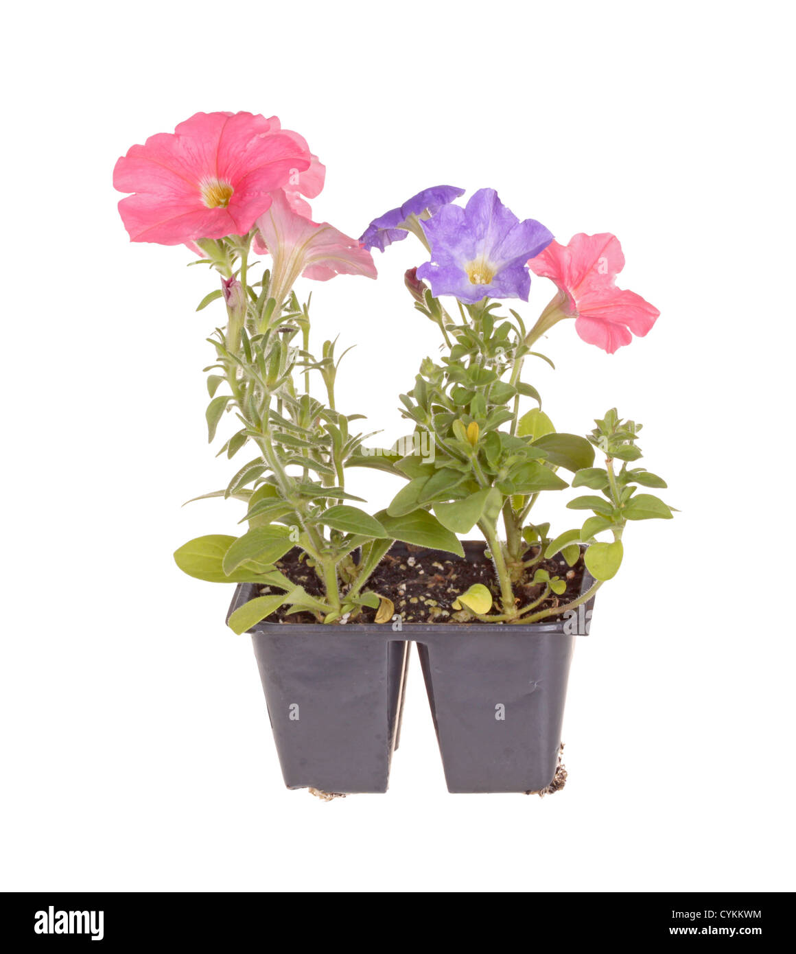 Pack de petunia plants prêts pour le repiquage Banque D'Images