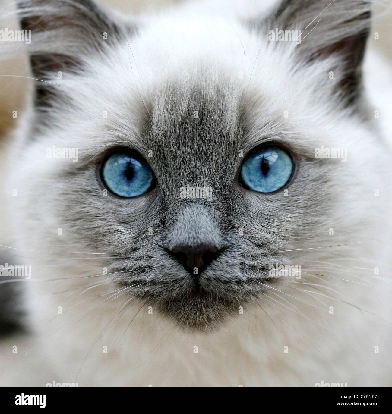 PEDIGREE CHATON BLANC AUX YEUX BLEUS Banque D'Images