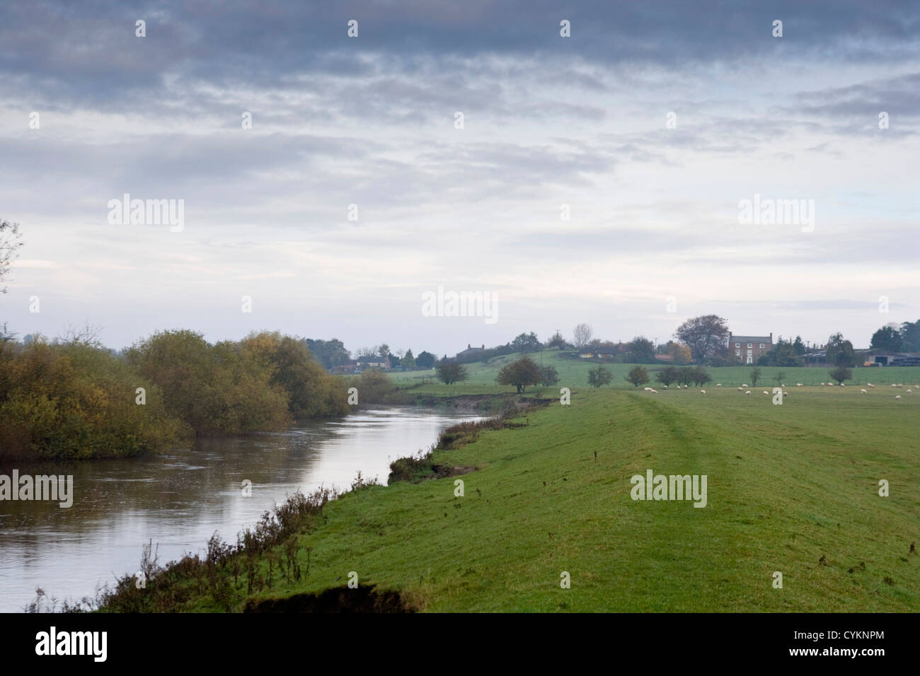 La rivière Swale près de Skipton sur Swale, North Yorkshire, Angleterre. Banque D'Images