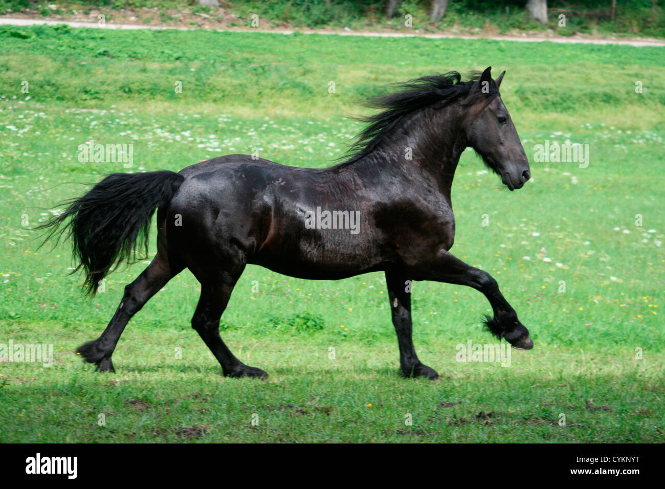L'exécution de cheval Frison Banque D'Images