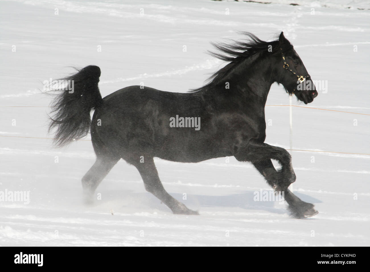Cheval frison dans la neige Banque D'Images