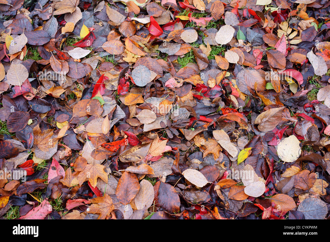 Fallen diverses feuilles d'automne multicolore Banque D'Images