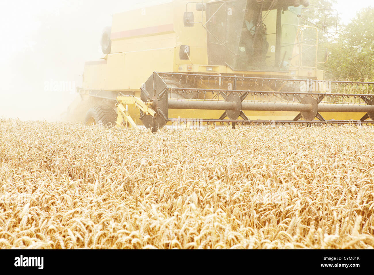 La récolte des cultures de céréales en tracteur field Banque D'Images