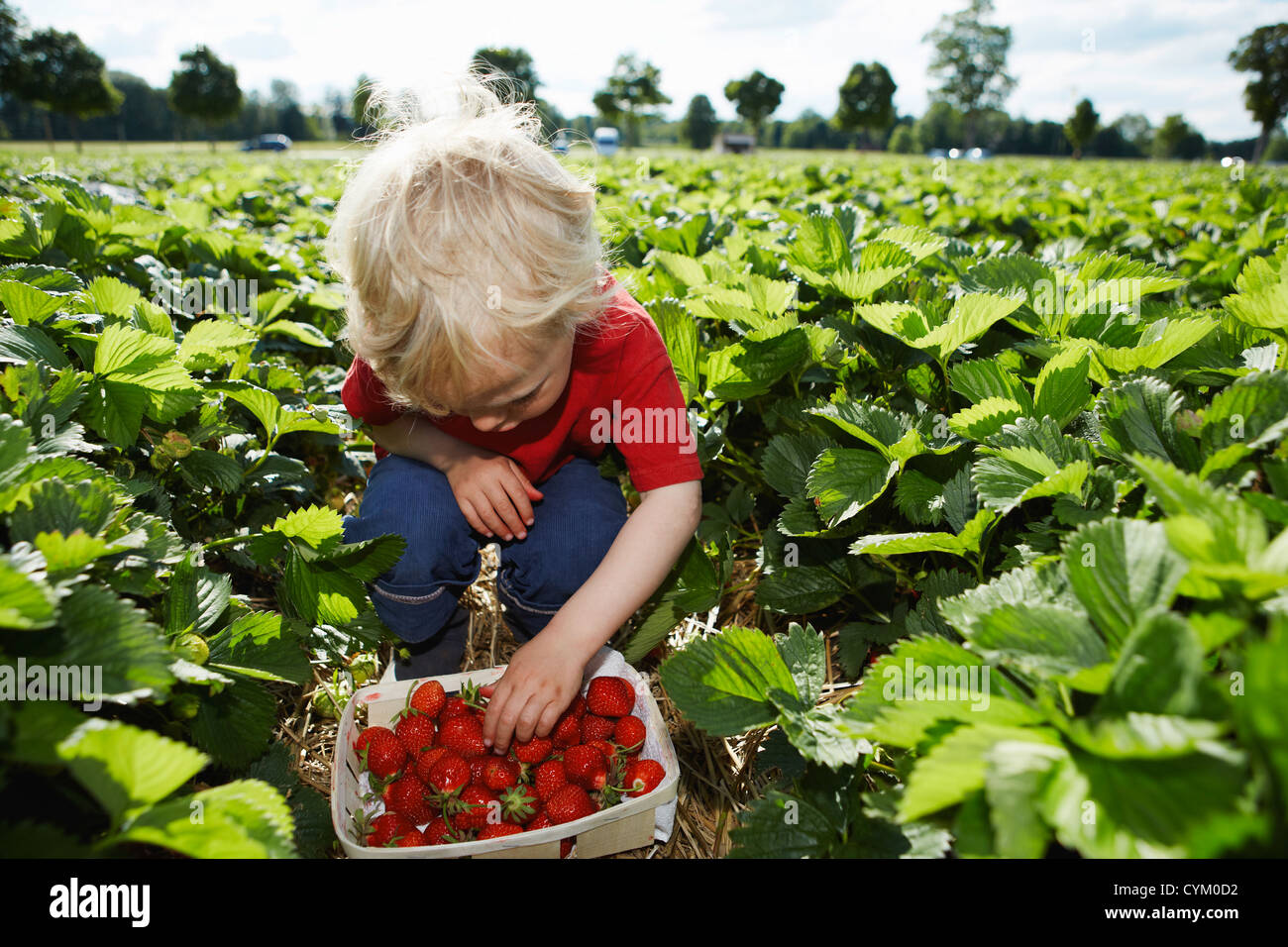 La cueillette des fraises dans le champ garçon Banque D'Images