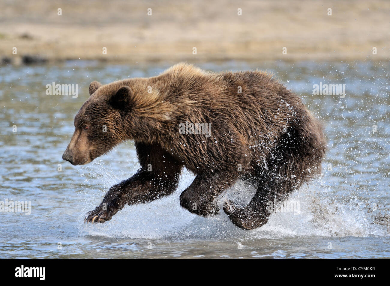 La pêche en rivière de l'ours grizzli, Katmai national park, Alaska, USA. Banque D'Images