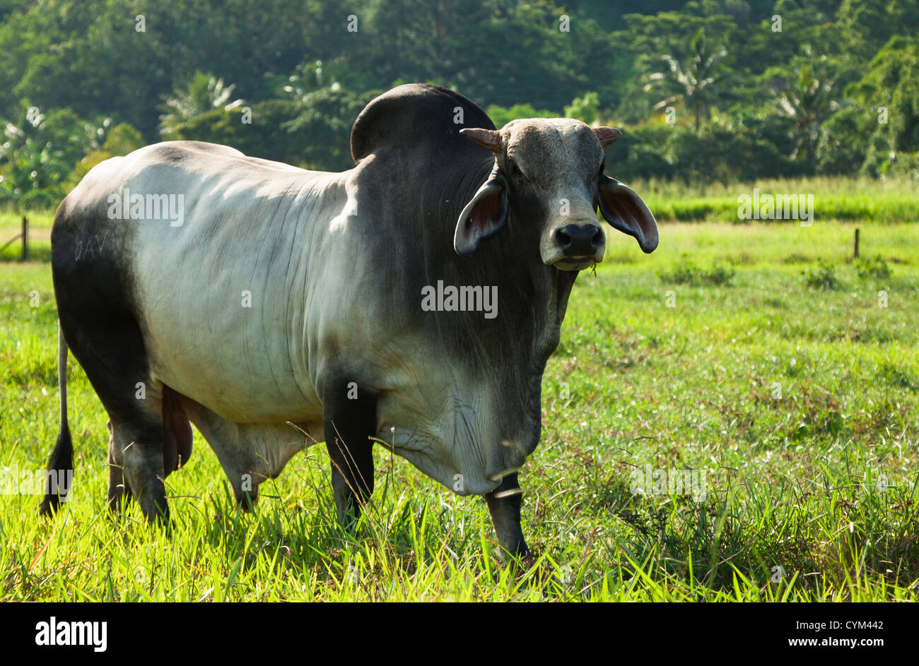 Bétail de Brahman dans un paddock vert dans le Queensland en Australie Banque D'Images